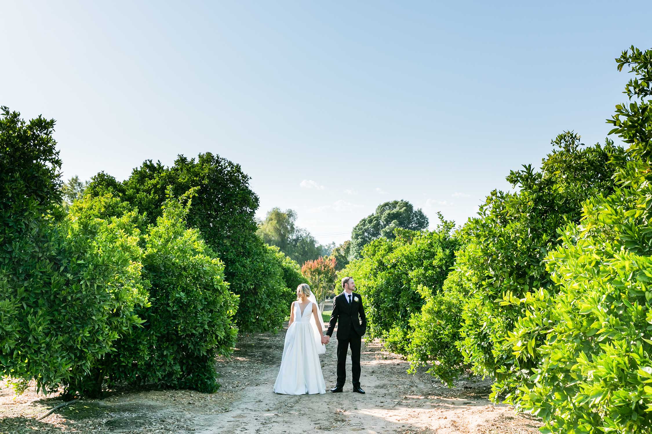 bycphotography riverside citrus field wedding 2